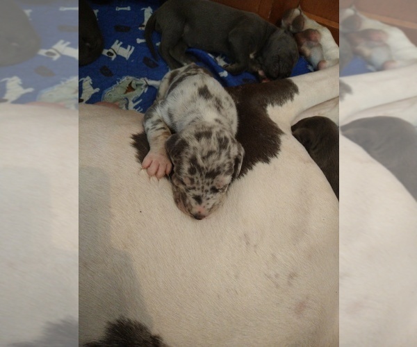 Medium Photo #5 Great Dane Puppy For Sale in RIDGELAND, SC, USA