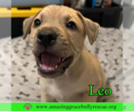 Small Photo #13 Bulldog-Labrador Retriever Mix Puppy For Sale in Pensacola, FL, USA