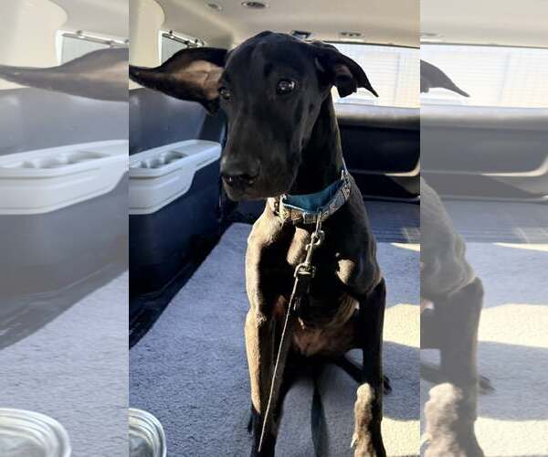 Medium Photo #7 Great Dane Puppy For Sale in Huntersville, NC, USA