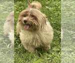 Small #5 Havanese