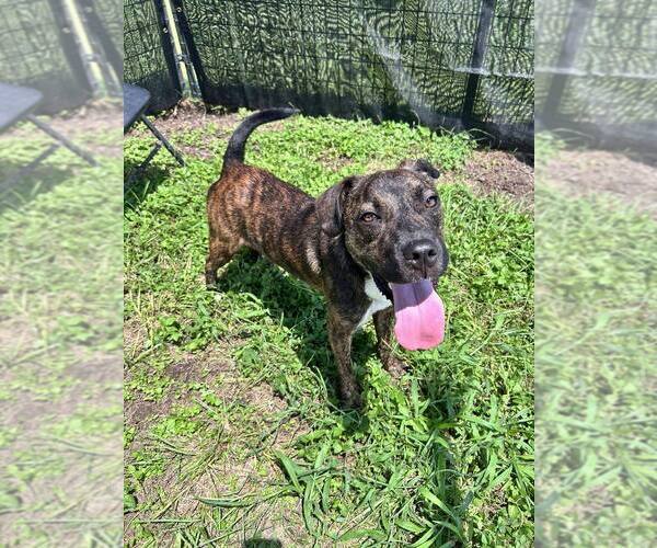Medium Photo #4 Mutt Puppy For Sale in Abbeville, LA, USA