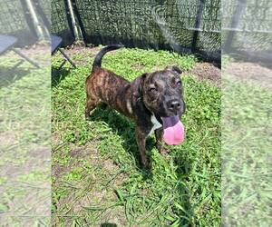 Jake - Male Mutt Dog for Adoption - Photo #4