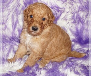 Labradoodle Puppy for sale in LA HABRA, CA, USA