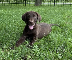 Labrador Retriever Puppy for sale in FRANKLIN, IN, USA