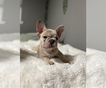 Small Photo #2 French Bulldog Puppy For Sale in GRIDLEY, CA, USA