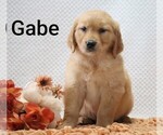 Litter of 4 - Male Golden RetrieverLitter of Puppies for Sale - Photo #11