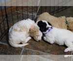 Small Photo #1 Goldendoodle Puppy For Sale in ALBION, IN, USA