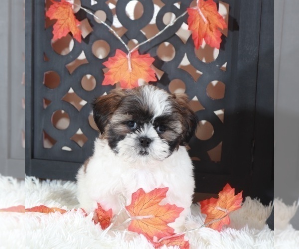 Medium Photo #1 Shih Tzu Puppy For Sale in MOUNT VERNON, OH, USA
