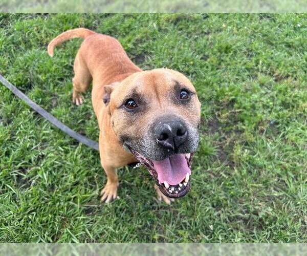 Medium Photo #2 Black Mouth Cur-Unknown Mix Puppy For Sale in Ocala, FL, USA