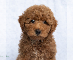 Poodle (Miniature) Puppy for sale in DORNSIFE, PA, USA