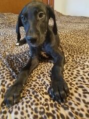Great Dane Puppy for sale in PLUMMER, ID, USA