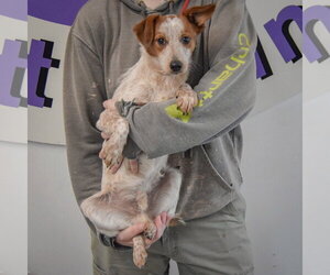 Diwali - Male Dachshund-Red Heeler Mix Dog for Adoption - Photo #4