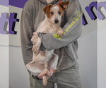 Small Photo #4 Dachshund-Red Heeler Mix Puppy For Sale in Huntley, IL, USA