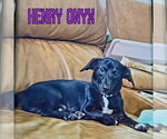 Small #4 Dachshund Mix