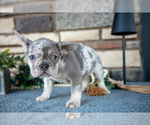 Small #1 French Bulldog