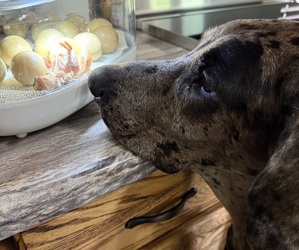 Mother of the Great Dane puppies born on 07/18/2025