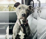Small #1 American Pit Bull Terrier Mix