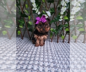 Yorkshire Terrier Puppy for sale in INDIANAPOLIS, IN, USA