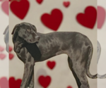 Small #3 Great Dane-Labrador Retriever Mix