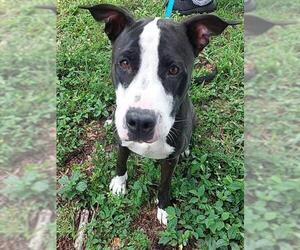 American Pit Bull Terrier-Unknown Mix Dogs for adoption in Fort Lauderdale, FL, USA