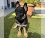 Small #3 German Shepherd Dog Mix