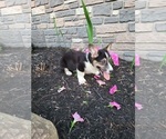 Small Photo #21 Pembroke Welsh Corgi Puppy For Sale in PORT BYRON, NY, USA