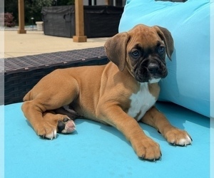 Boxer Puppy for sale in FRANKLIN, IN, USA
