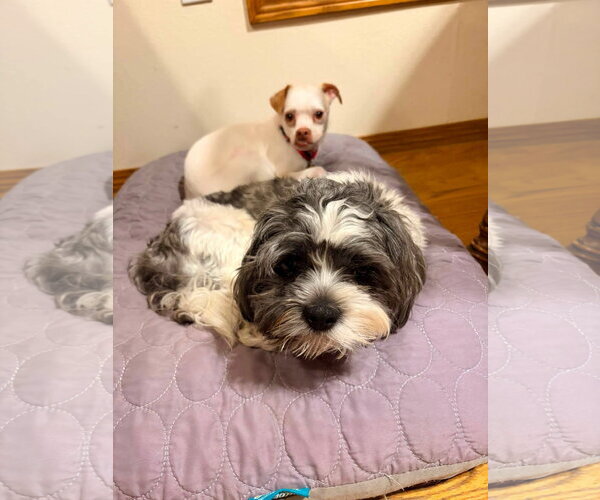 Medium Photo #2 Shih Tzu-Unknown Mix Puppy For Sale in New London, WI, USA