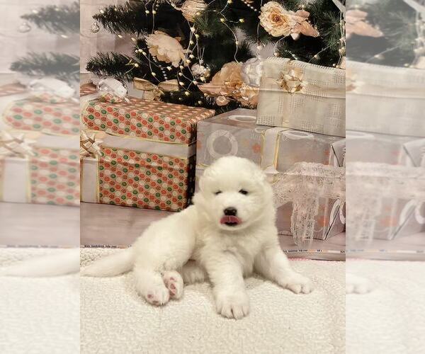 Medium Photo #10 Samoyed Puppy For Sale in DALY CITY, CA, USA