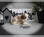 Small #7 Cavalier King Charles Spaniel