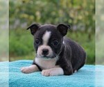 Small Photo #3 Boston Terrier Puppy For Sale in GAP, PA, USA