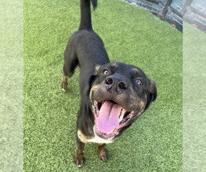 Zeus formerly Bentley - Male Mutt Dog for Adoption - Photo #4