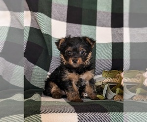 Yorkshire Terrier Puppy for Sale in LINCOLN UNIVERSITY, Pennsylvania USA