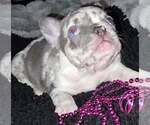 Small #2 French Bulldog