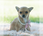 Small Photo #51 Chihuahua Puppy For Sale in WARSAW, IN, USA