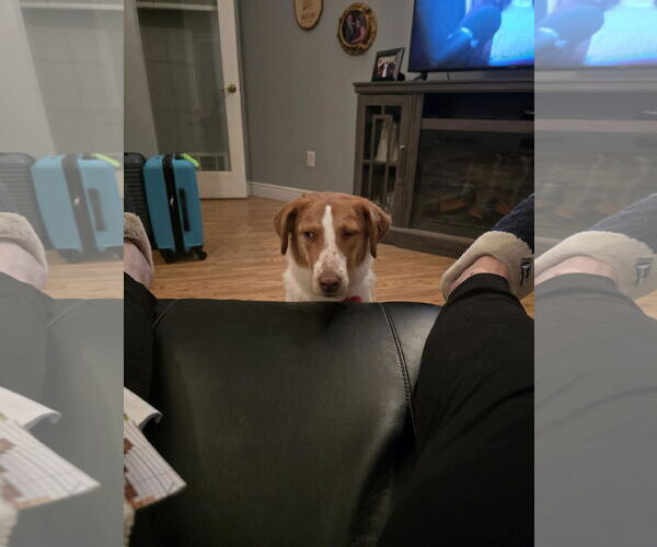 Medium Photo #4 Brittany-Unknown Mix Puppy For Sale in Curwensville, PA, USA