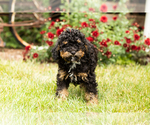 Small Photo #4 Miniature Bernedoodle Puppy For Sale in TOPEKA, IN, USA