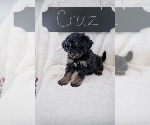 Medium Photo #5 Bernedoodle Puppy For Sale in NORTH VERNON, IN, USA