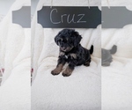 Small Photo #5 Bernedoodle Puppy For Sale in NORTH VERNON, IN, USA