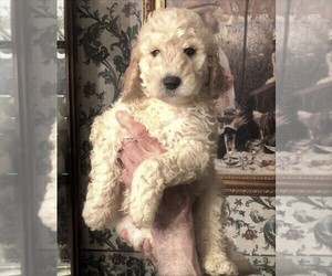 Labradoodle Puppy for sale in PINEHURST, TX, USA