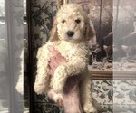 Small Labradoodle