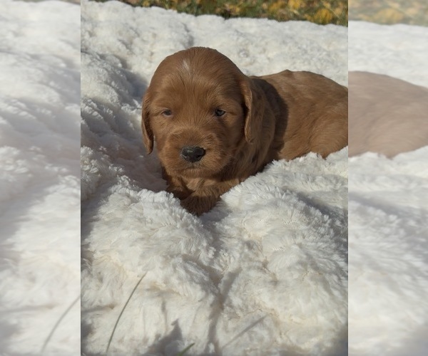 Medium Photo #1 Goldendoodle (Miniature) Puppy For Sale in RANDOLPH, WI, USA