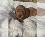 Puppy 6 Goldendoodle (Miniature)
