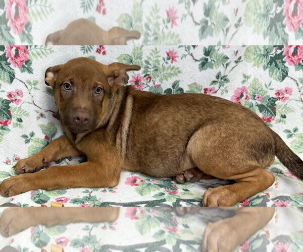 Medium Photo #2 Mutt Puppy For Sale in Wetumpka, AL, USA