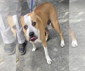Boxer-Unknown Mix Dogs for adoption in Conroe, TX, USA