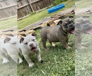 American Bully Puppy for Sale in HOUSTON, Texas USA