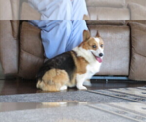 Father of the Pembroke Welsh Corgi puppies born on 01/27/2023