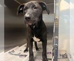 Small #1 Labrador Retriever Mix