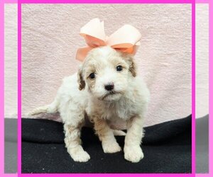 Maltipoo (Miniature) Puppy for sale in TAYLOR, TX, USA