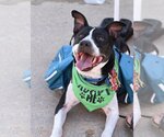 Small #3 American Pit Bull Terrier Mix